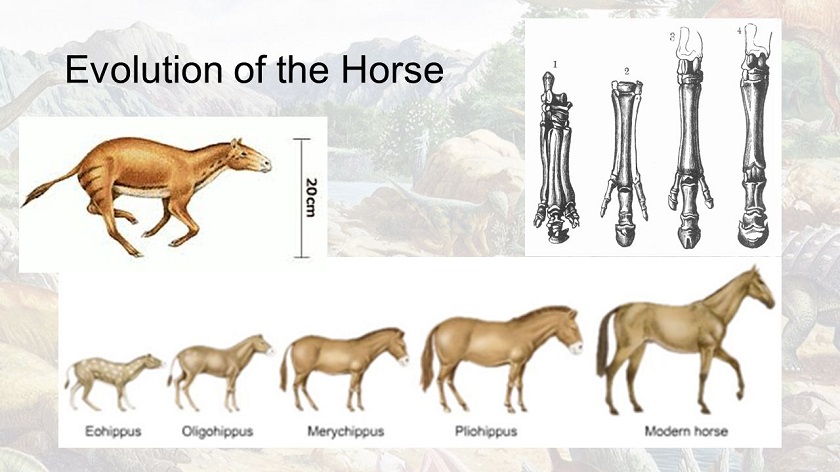 эволюция лошади